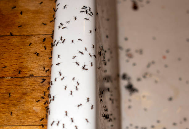 Best Wasp Removal Services  in Marshall, MN