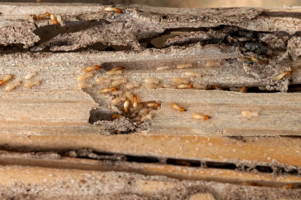 Best Best Pest Control Companies  in Marshall, MN