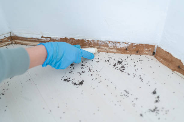 Best Termite Control Services  in Marshall, MN